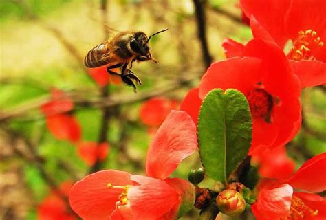 蜜蜂进家是什么意思|这7种动物来家门是吉祥如意的预兆